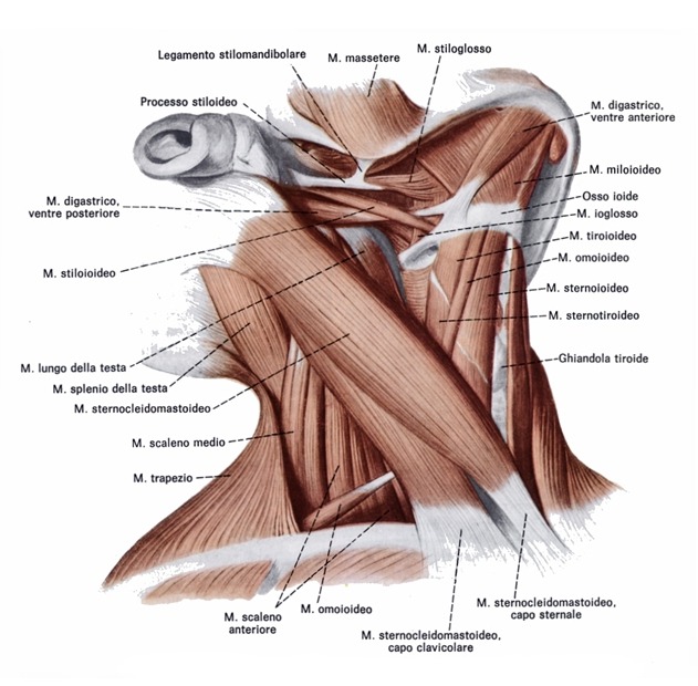 Muscolatura del collo